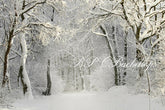 Aperturee – Fotografie Hintergrund für Weihnachten Winter Schnee verschneiter Wald