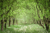 Aperturee – Frühlings Sommer Blumen Wald Hintergrund für Fotoautomaten